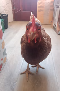 Cocotte, l'aventurière